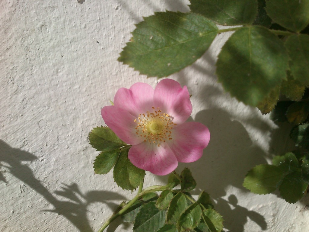 DSC_0005 Rosa mosqueta (floreciendo)