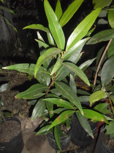 pomarrosa, Syzygium jambos