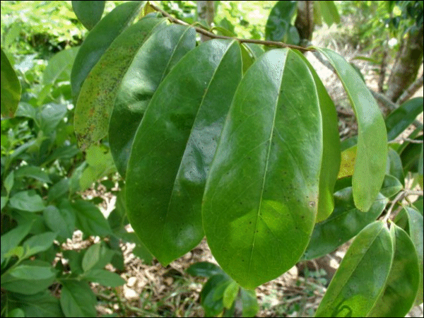 soursop-leaves