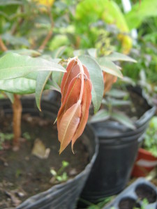 jaboticaba paulista (myrciaria cauliflora): esta especie es bastante común en Brasil, pero no tan común como la sabará. Es más variable, los frutos son más grandes, y las hojas mucho más alargadas y grandes. El nuevo crecimiento es rojo y bellísimo.