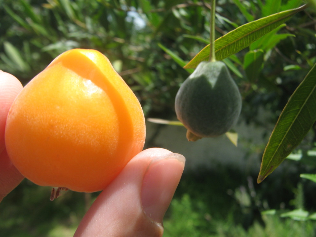 Las mejores frutas nativas de Argentina y países limítrofes Huertas