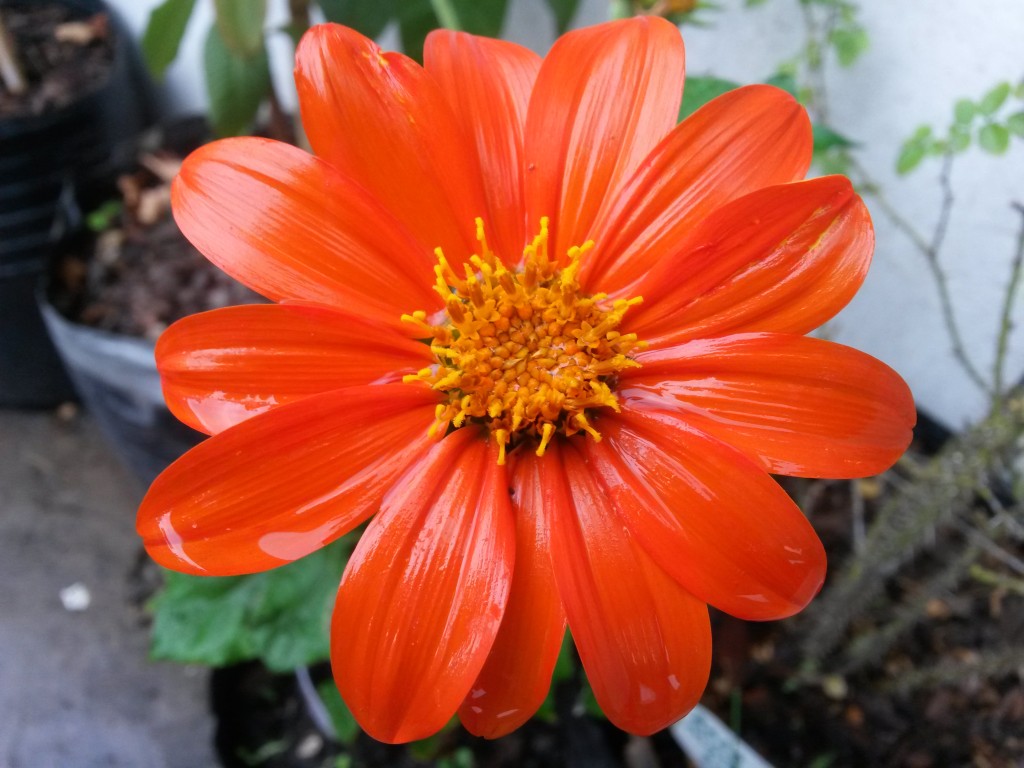 20150218_180952 Girasol Mexicano (flor)