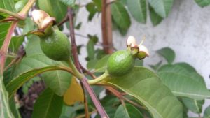 20160327_103233 Guayaba (amarilla creo) 1 (frutos inmaduros)
