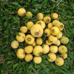 Yellow Sete capotes "Quinta" (C. guazumifolia) (April Pre-sale)