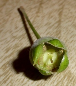 12 fruto guaviyú