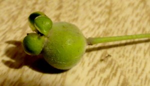 14 fruto guaviyú