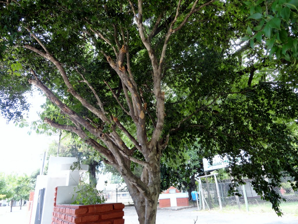 Guaviyú podado 2