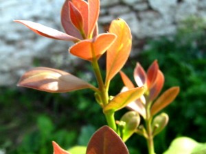 araza_psidium_cattleianum_flowering20121009_T_165205-5