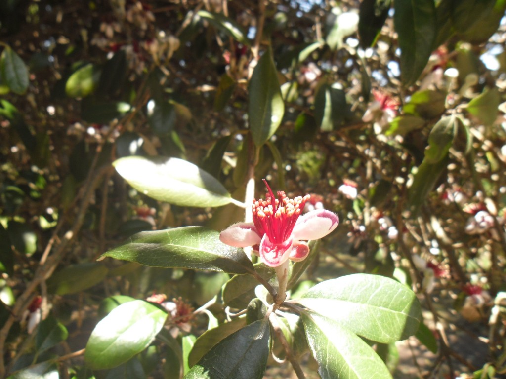 feijoa_acca-sellowiana_guayabo_del_pais_flores_2012-11-10_008