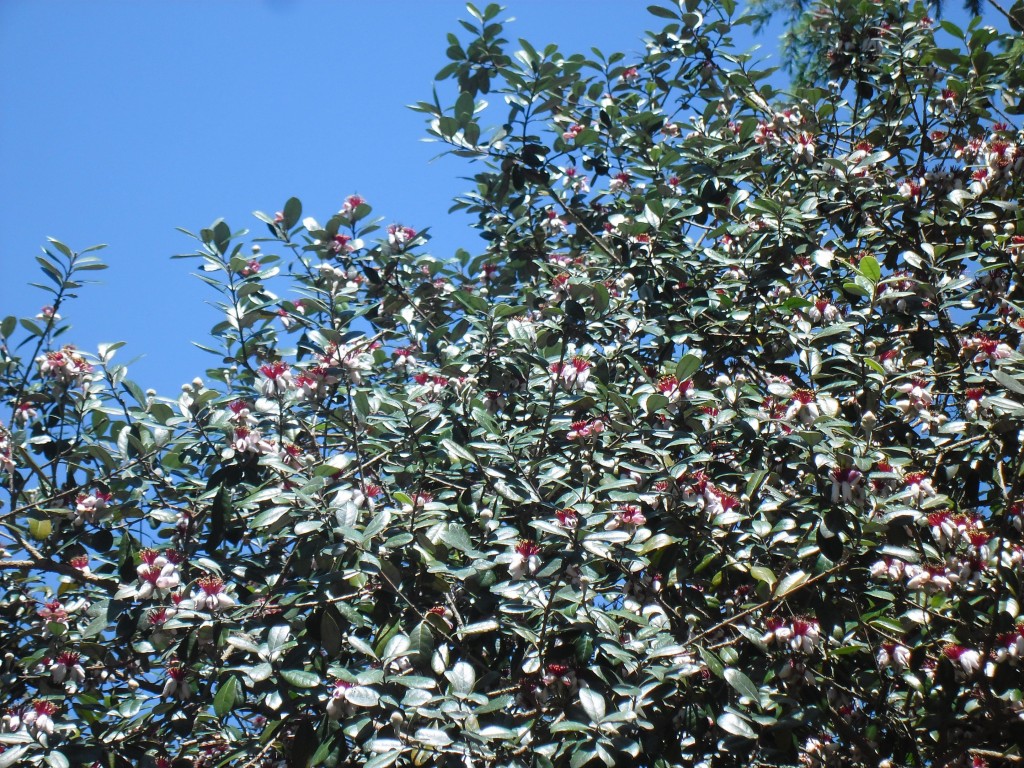 feijoa_acca-sellowiana_guayabo_del_pais_flores_2012-11-10_010