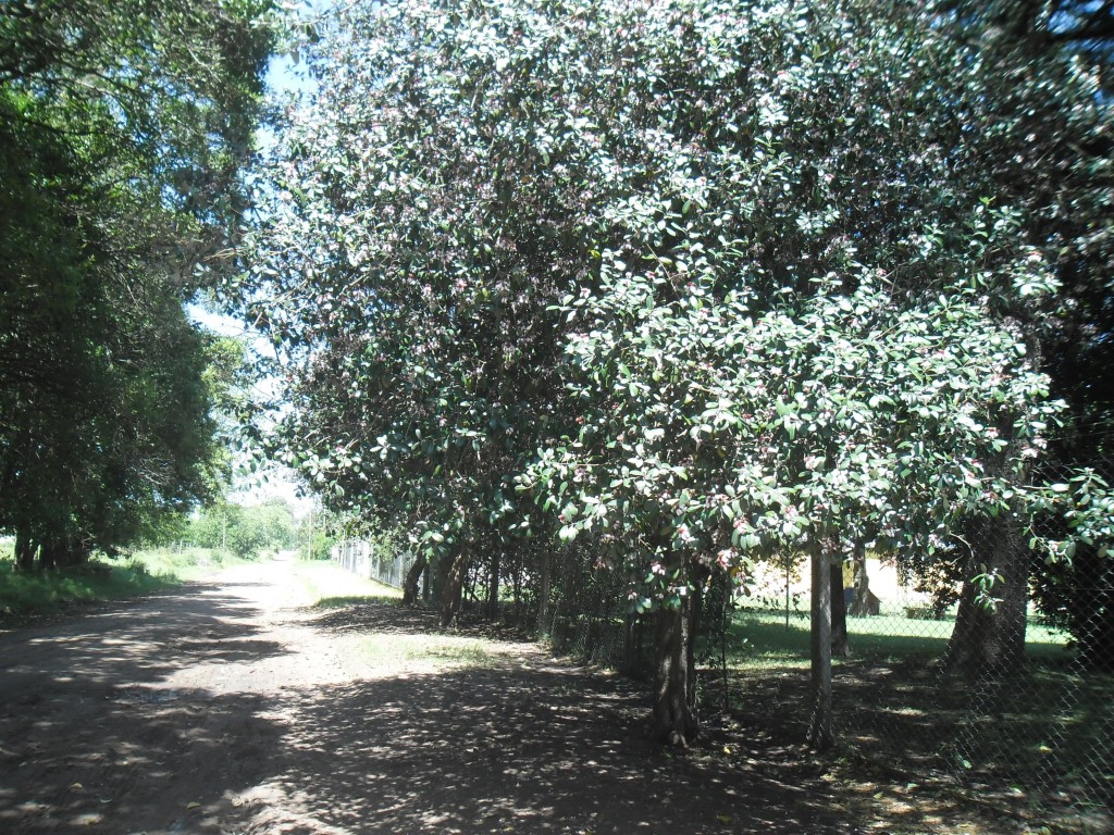 sam_0516