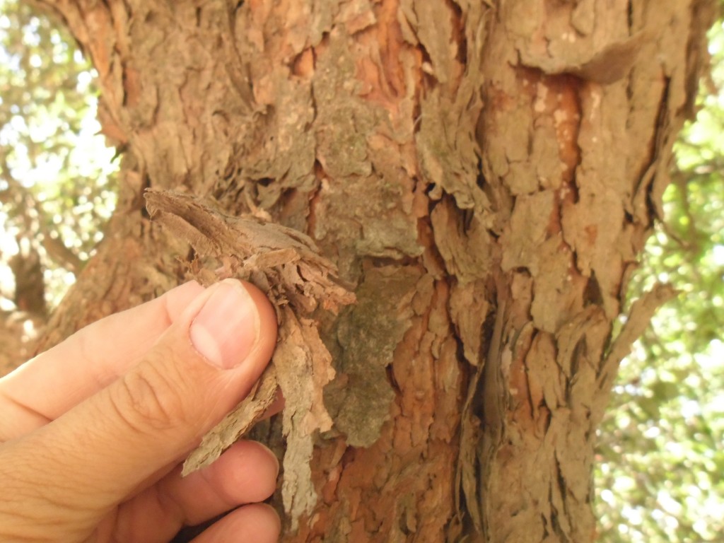 sam_0553