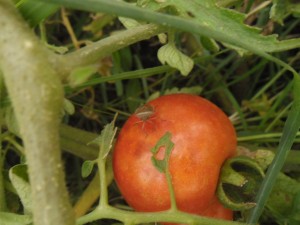 chinches_tomates_1