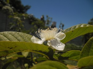 flor_guayaba2