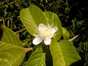 flor_guayaba5