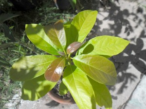 palta2