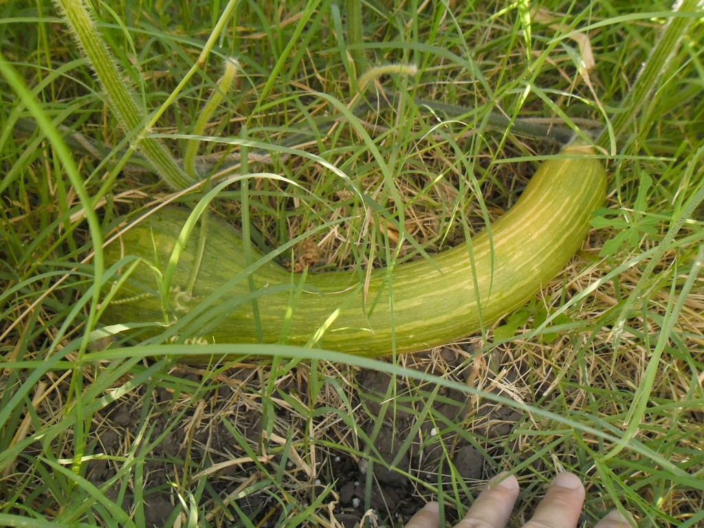 este zapallo seguramente nació de una semilla comprada, creo que se llamaba zapallo largo de tronco