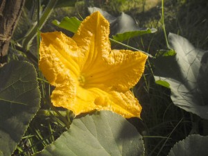 SAM_2007