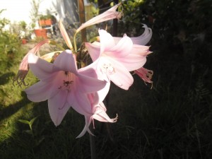 azuzenas