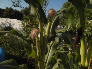 choclos2