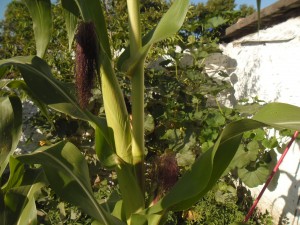 choclos3