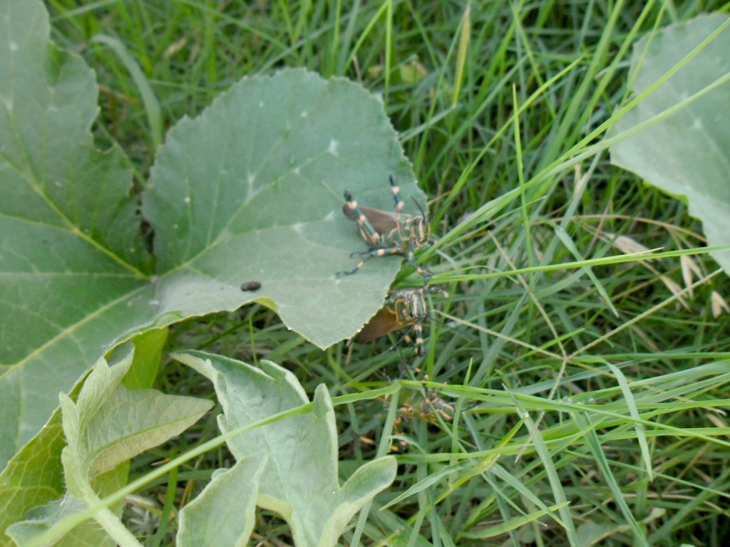 langostas