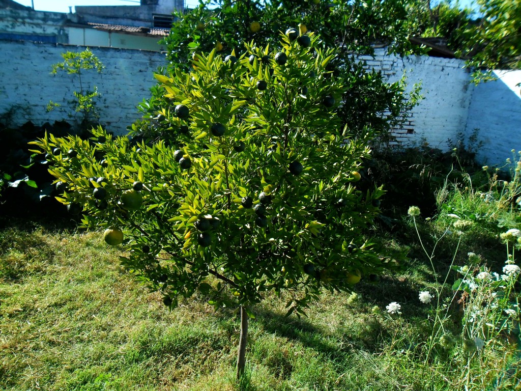 mandarino