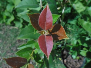Guaviyú en mi jardín, 2 años de edad