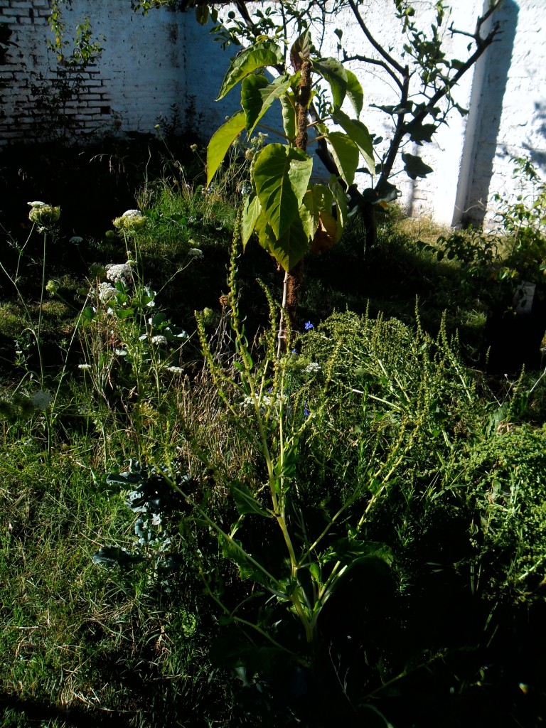 tomate_de_arbol