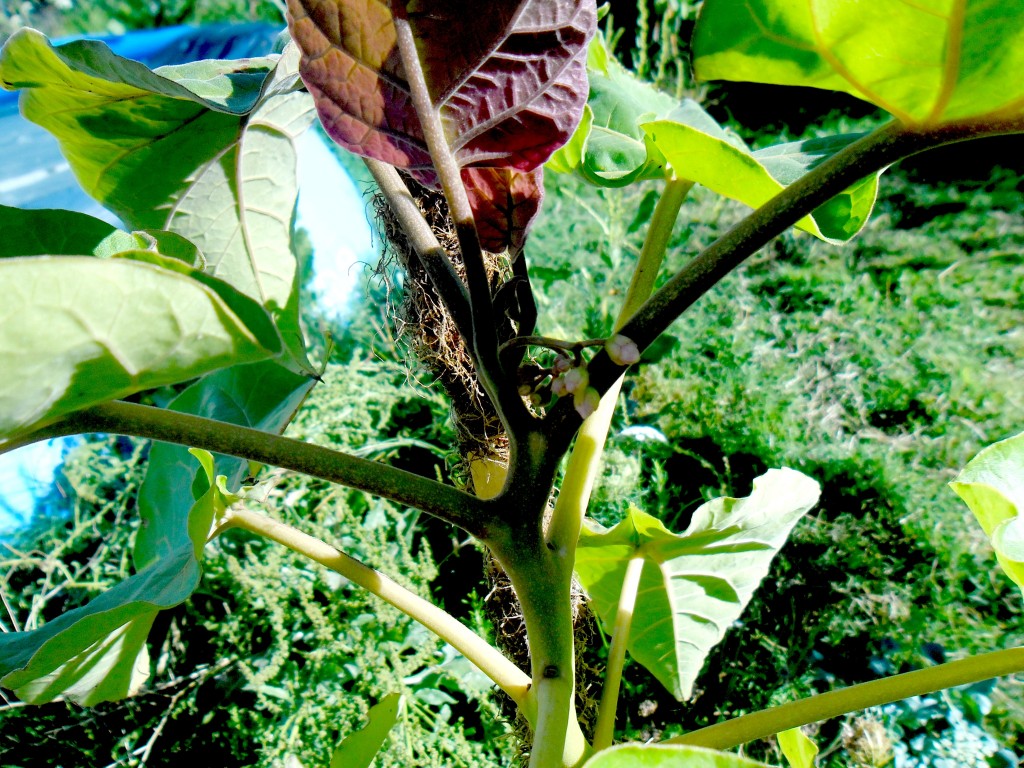 tomate_de_arbol_pimpollos