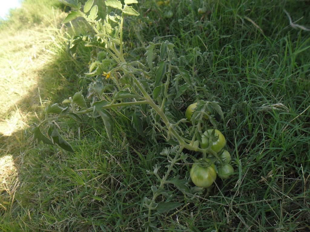 tomates