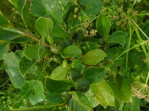 psidium cattleianum (arazá, guayaba fresa, strawberry guava)