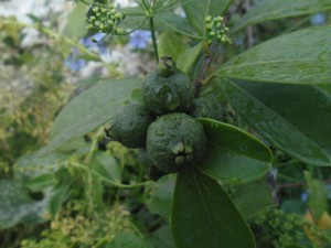 psidium cattleianum (arazá, guayaba fresa, strawberry guava)