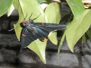 Phocides polybius en pitanga