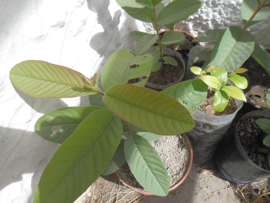 guayaba de 5 meses, dañada por el gusano de esta mariposa