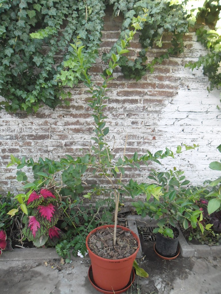 frutal nativo, muy rico en antioxidantes y de buen sabor