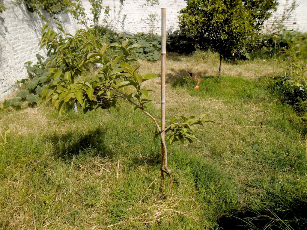 guayaba chica, segunda en ser plantada, pero primera en florecer y fructificar