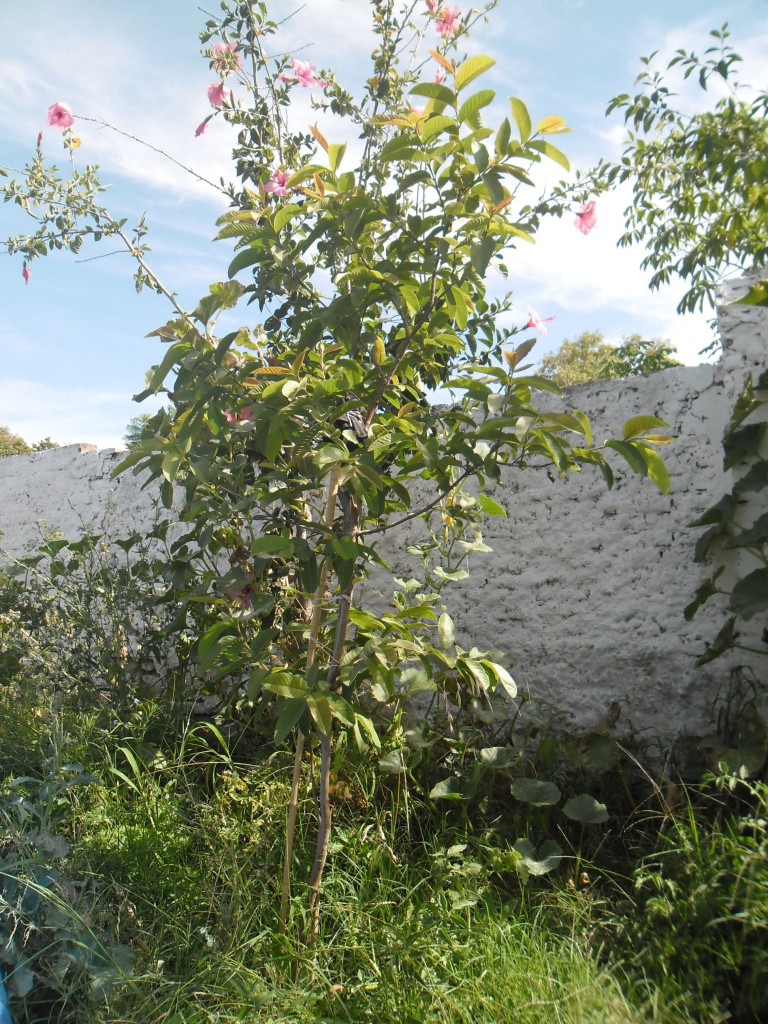 guayaba grande, primera en ser plantada