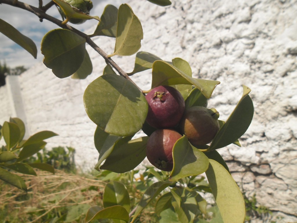 frutos maduros
