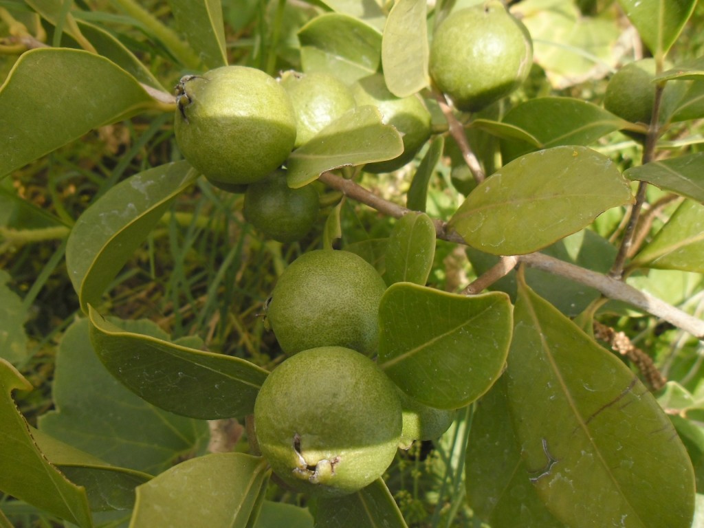 frutos inmaduros, la planta es muy productiva