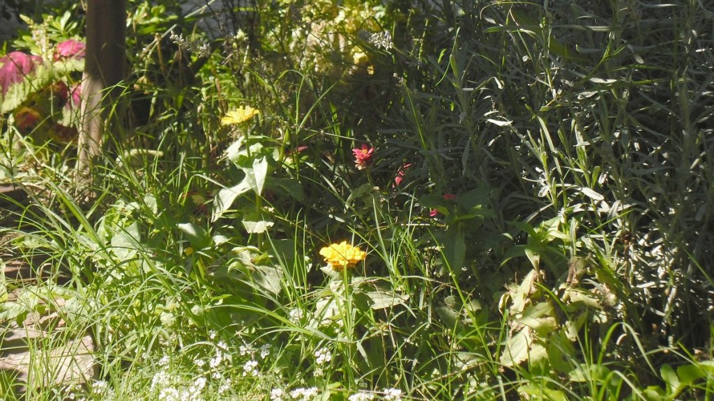zinias y lavanda y rucula