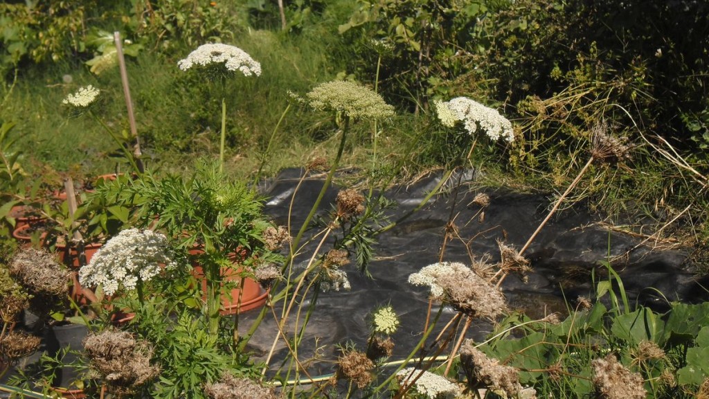 flores de zanahoria