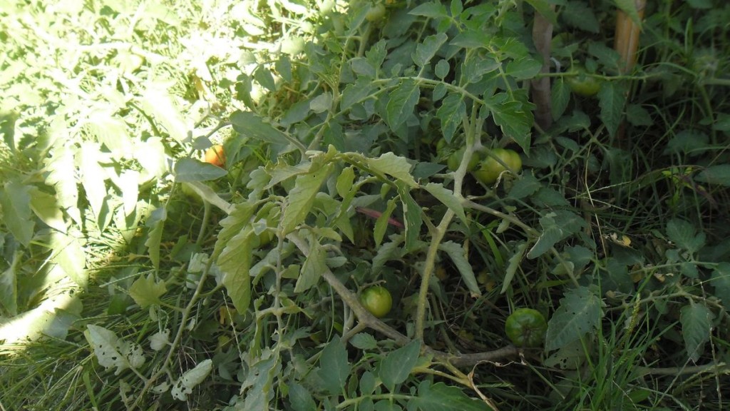 tomates