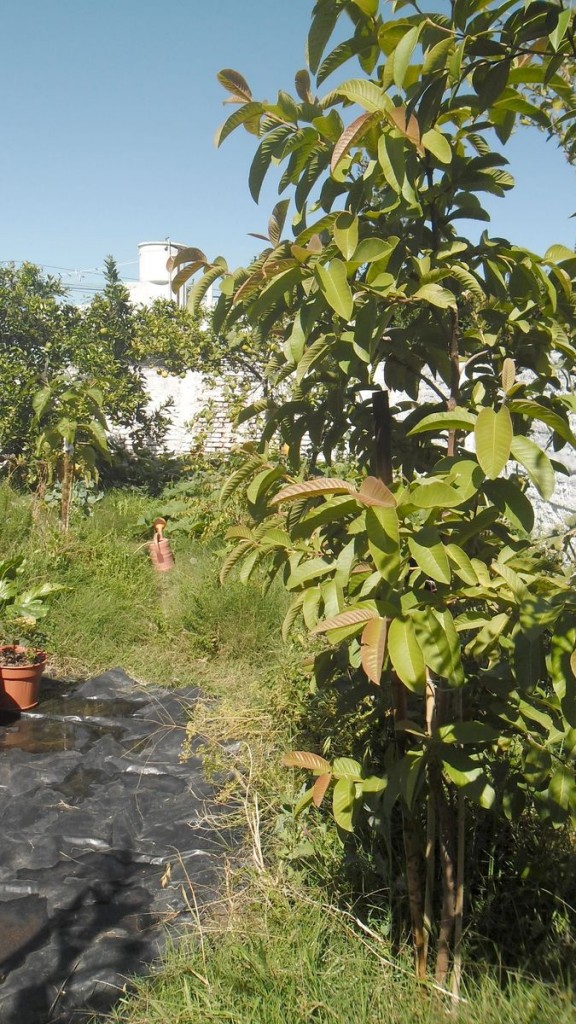 guayaba