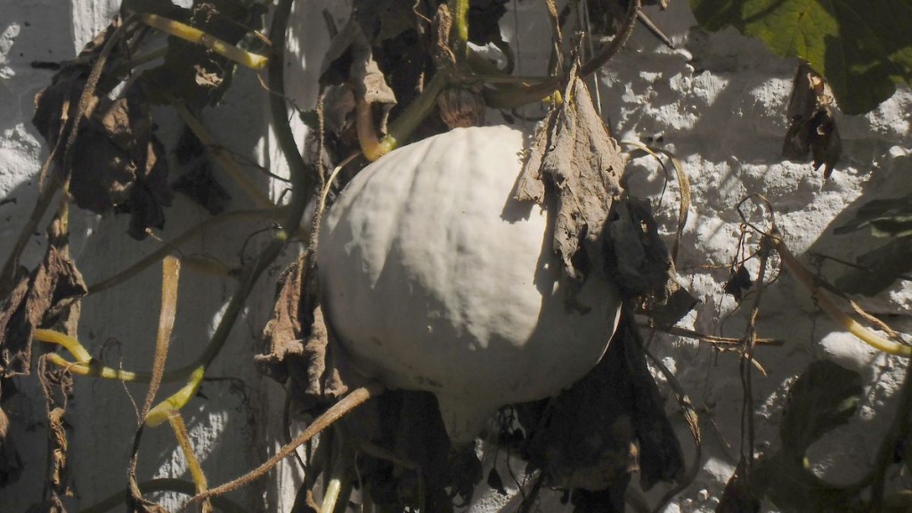 zapallo blanco
