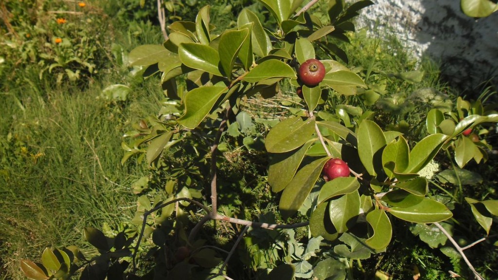 araza rojo