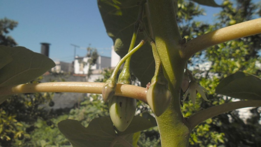 tomate de árbol