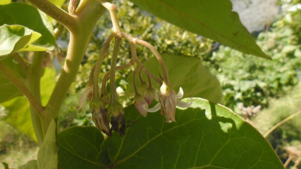 flores de tomate de árbol