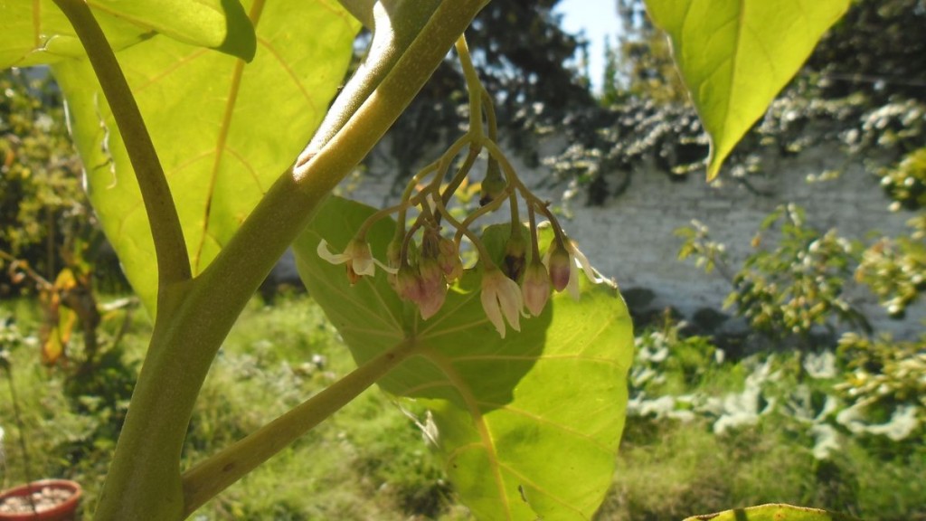 flores de tomate de árbol