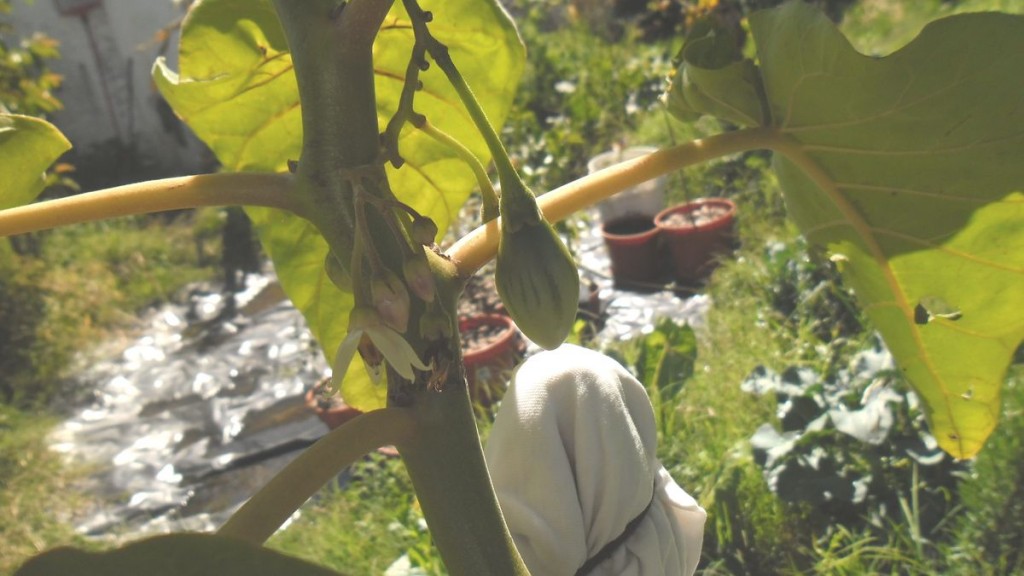 tomate de árbol